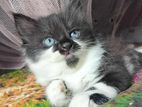 Persian Male Kitten