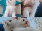 Persian Male Kitten