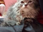 Persian Male Kitten