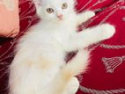 Persian male kitten