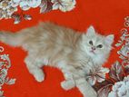 Persian male kitten Cat