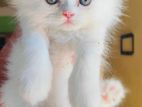 Persian male kitten