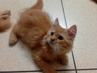 Persian Male Kitten Sell