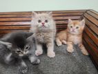 Persian Male Kittens