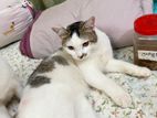 Persian male mix bridge