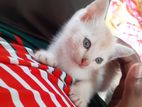 Persian Male Mixed Bred