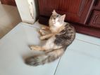 Persian Male Mixed Breed Cat