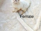 Persian male nd female