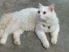 Persian male tripole coat cat