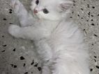 Persian male white kitten