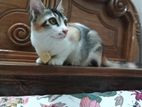 Persian Mix Breed Cat