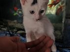 Persian Mix Breed Cat