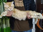 Persian Mix Breed Cat up for Sale Emergency
