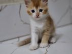 Persian mix breed kitten