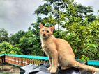Persian mix cat