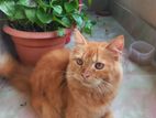 Persian Mix