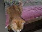 Persian Mix