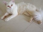 Persian Mix