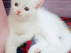 persian mix high quality male