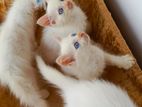 Persian Mix Kitten