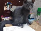 Persian mix kitten