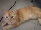 Persian Mix male Cat