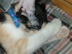 Persian mixed beed female cat