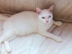 persian mixed blue eyes adult female