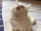 Persian Mixed Breed Albino Kitten