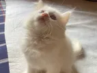 Persian Mixed Breed Albino Kitten