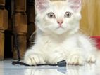 Persian Mixed Breed Cat Adoption