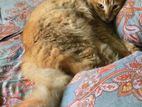 Persian Mixed Breed Cat.