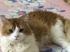 Persian mixed breed cat