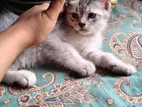 Persian Mixed Breed Cat