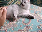 Persian mixed breed cat