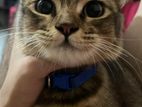 Persian Mixed Breed