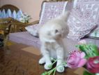 Persian Mixed Breed