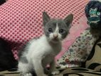 persian mixed breed kitten