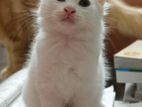 Persian Mixed Breed Kitten lagbe