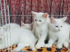 Persian Mixed Breed Kitten's