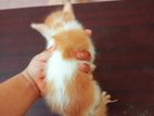 persian mixed breed male female kittens