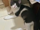 Persian mixed breed male kitten