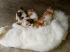 persian mixed cat