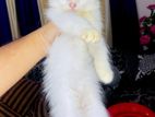 Persian mixed Cat