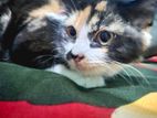 Persian Mixed Cat | পার্সিয়ান মিক্সড Female বিড়াল ৫ মাস বয়স