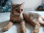 Persian mixed female cat