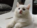 Persian mixed