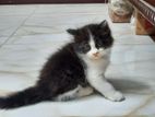 Persian Mixed Kitten
