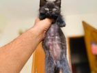 Persian Mixed Kitten