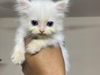 Persian Mixed Kitten